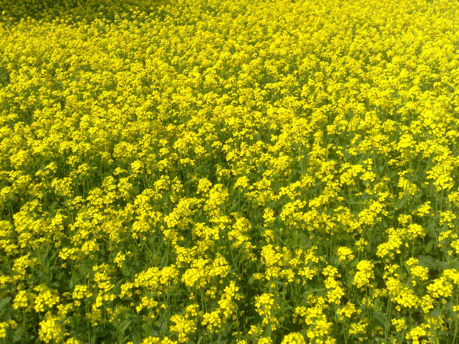 Mustard - Yellow Cover Crop Seed - 1 lb Bag