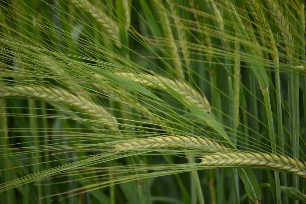 Spring Barley - VNS Cover Crop Seed - 5 lbs