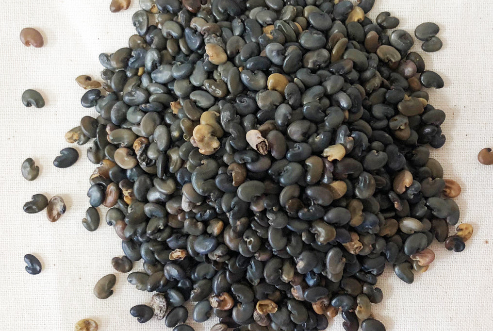 Sunn Hemp - Crotalaria Juncea VNS Cover Crop Seed - 1 lb Bag
