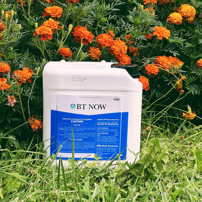 IPM Control Strategies for Caterpillars – Trichogramma + BT NOW