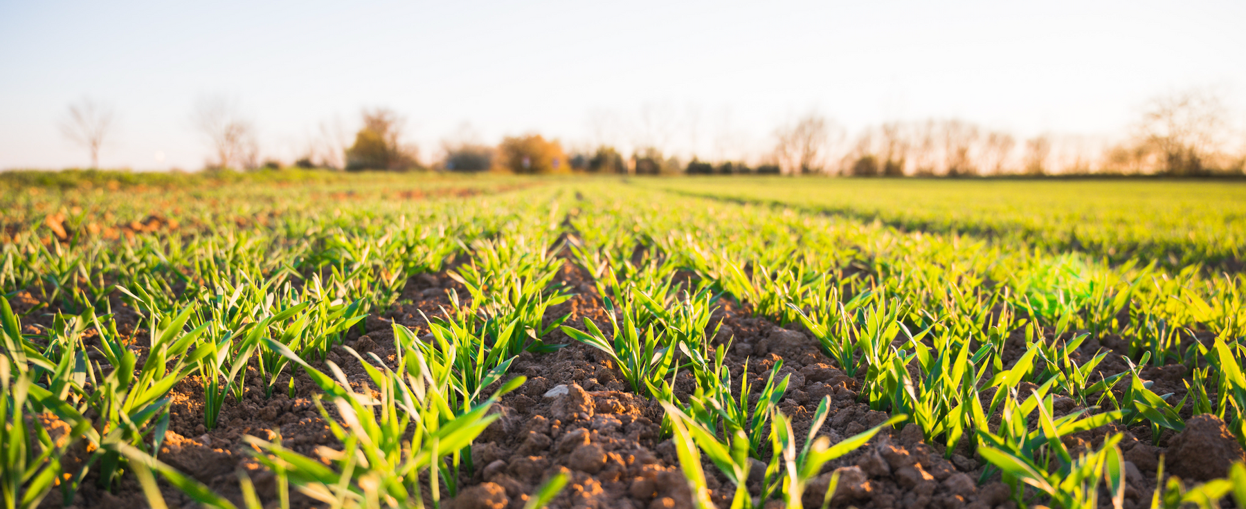 Benefits of Soil Organisms and Nature Safe Fertilizer