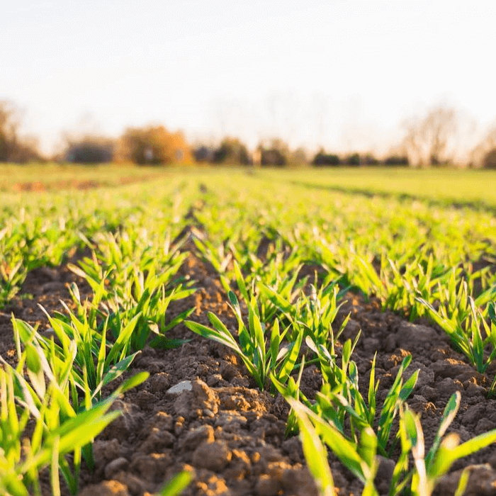 Benefits of Soil Organisms and Nature Safe Fertilizer