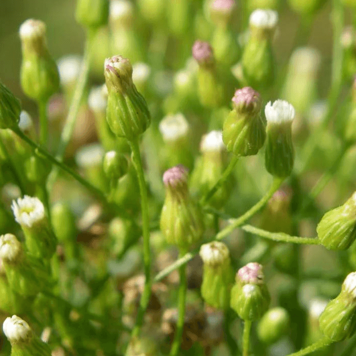 Farmstead Maintenance – Mitigating Cross-Contamination with Weed Control