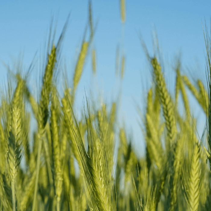 Get to know your cover crops!