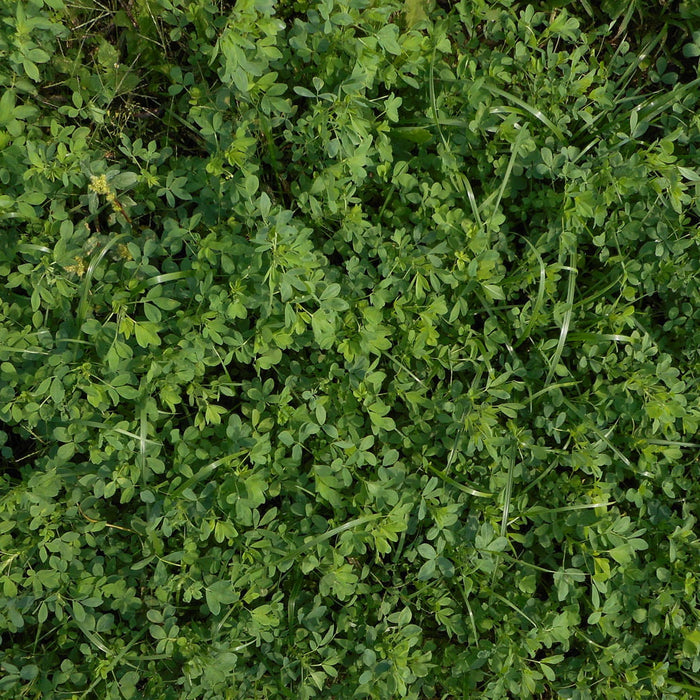 Greensand - Why don't we have it?  Why don't you need it?
