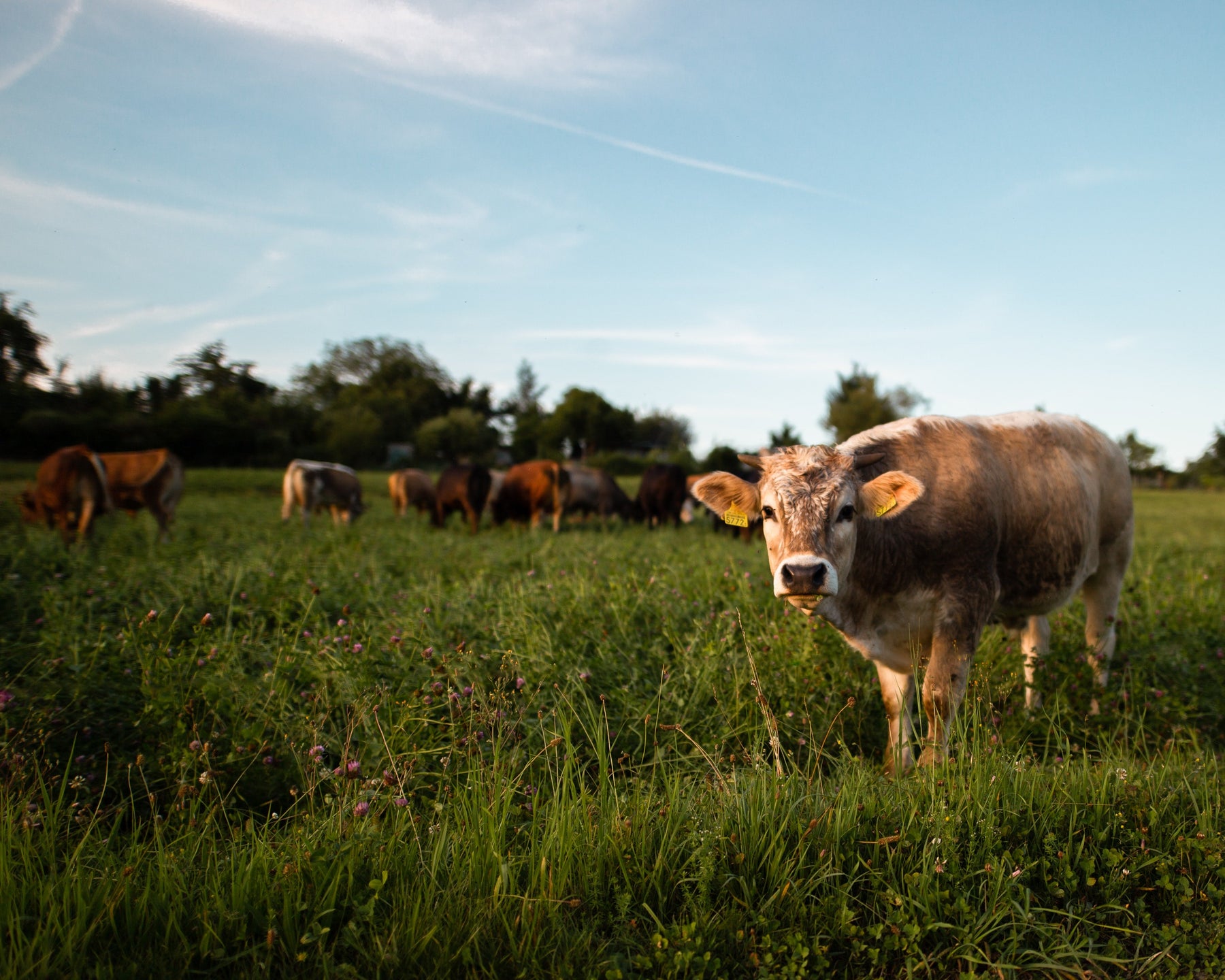 Cattle Grazing 101 - Seven Springs Farm Supply