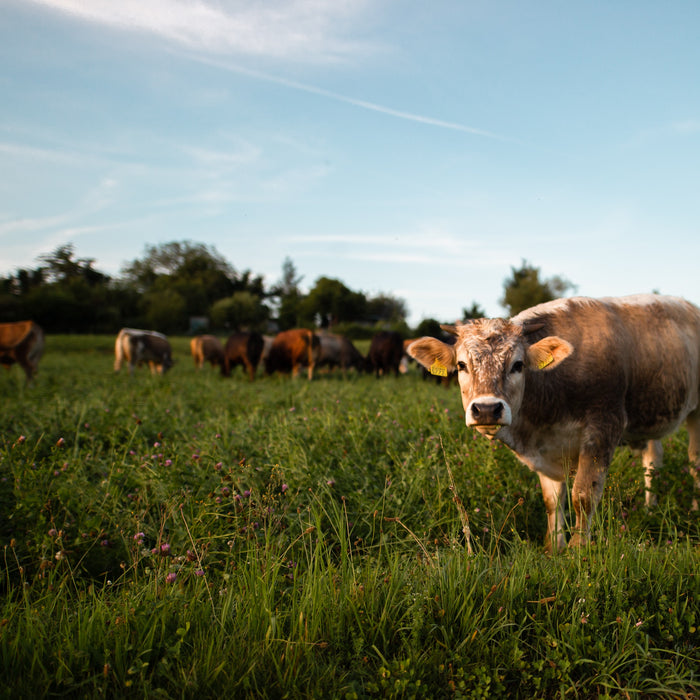 Cattle Grazing 101