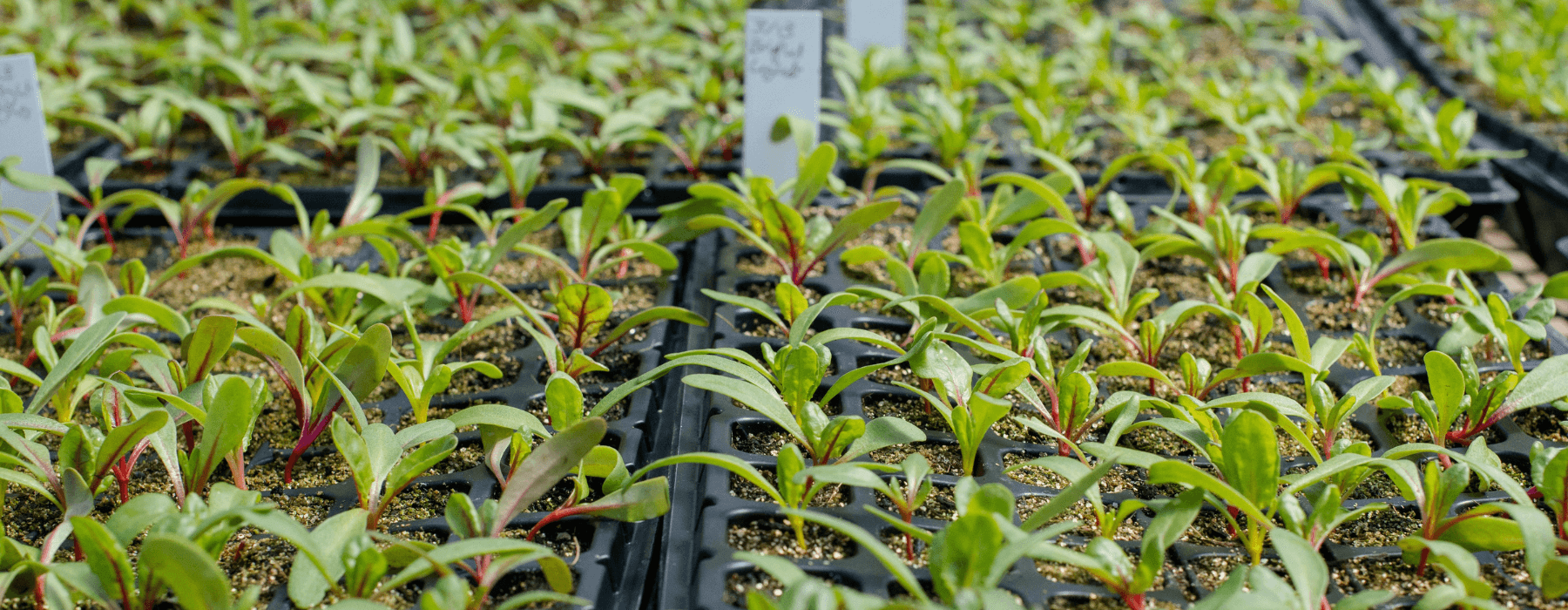 Foliar fertilizing - to spray, or not to spray? - Seven Springs Farm Supply