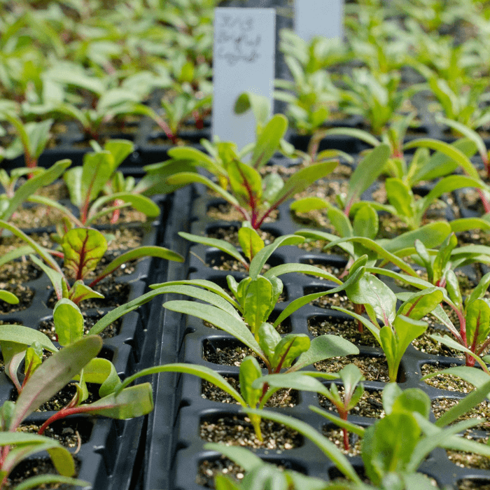 Foliar fertilizing - to spray, or not to spray? - Seven Springs Farm Supply