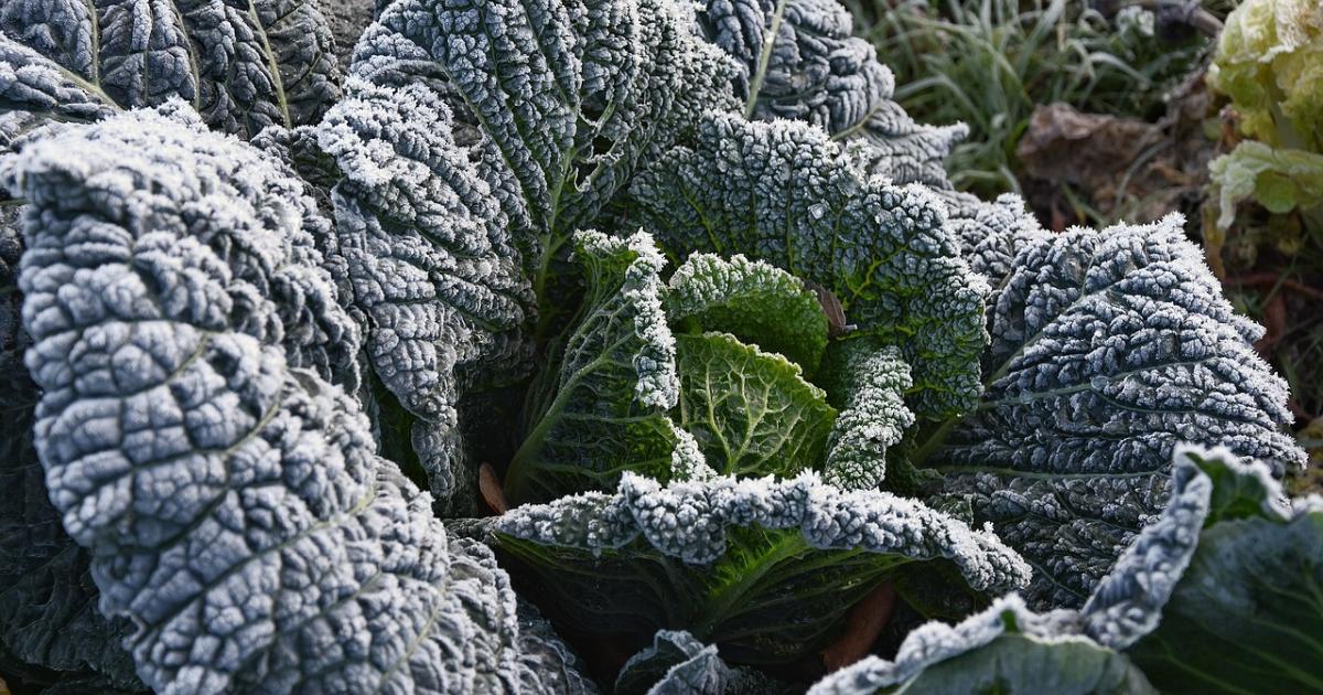 Frost Protection - Row Covers to the Rescue! - Seven Springs Farm Supply