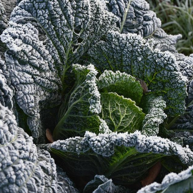 Frost Protection - Row Covers to the Rescue! - Seven Springs Farm Supply