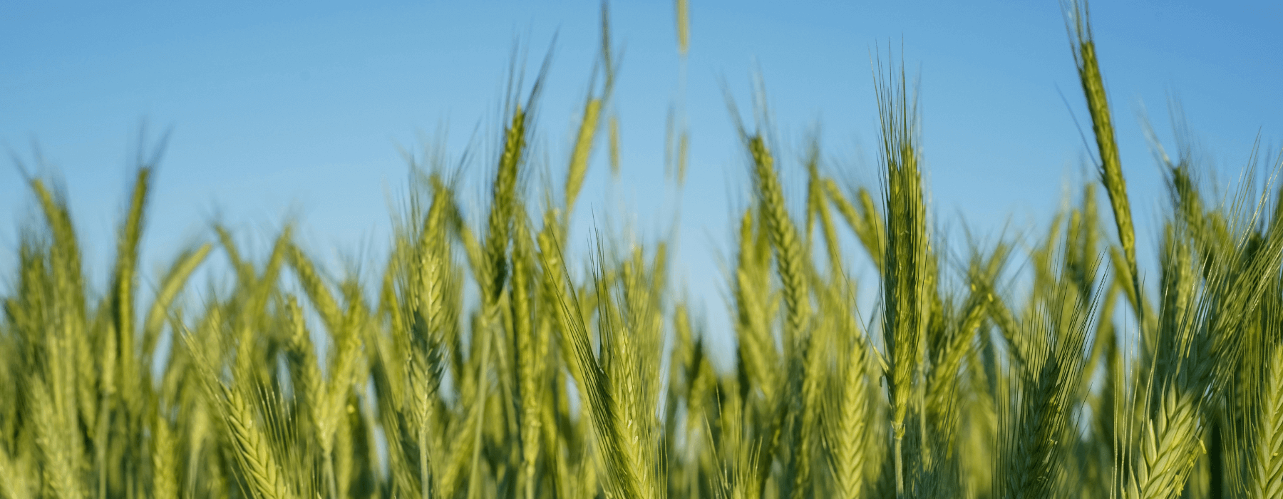 Get to know your cover crops! - Seven Springs Farm Supply