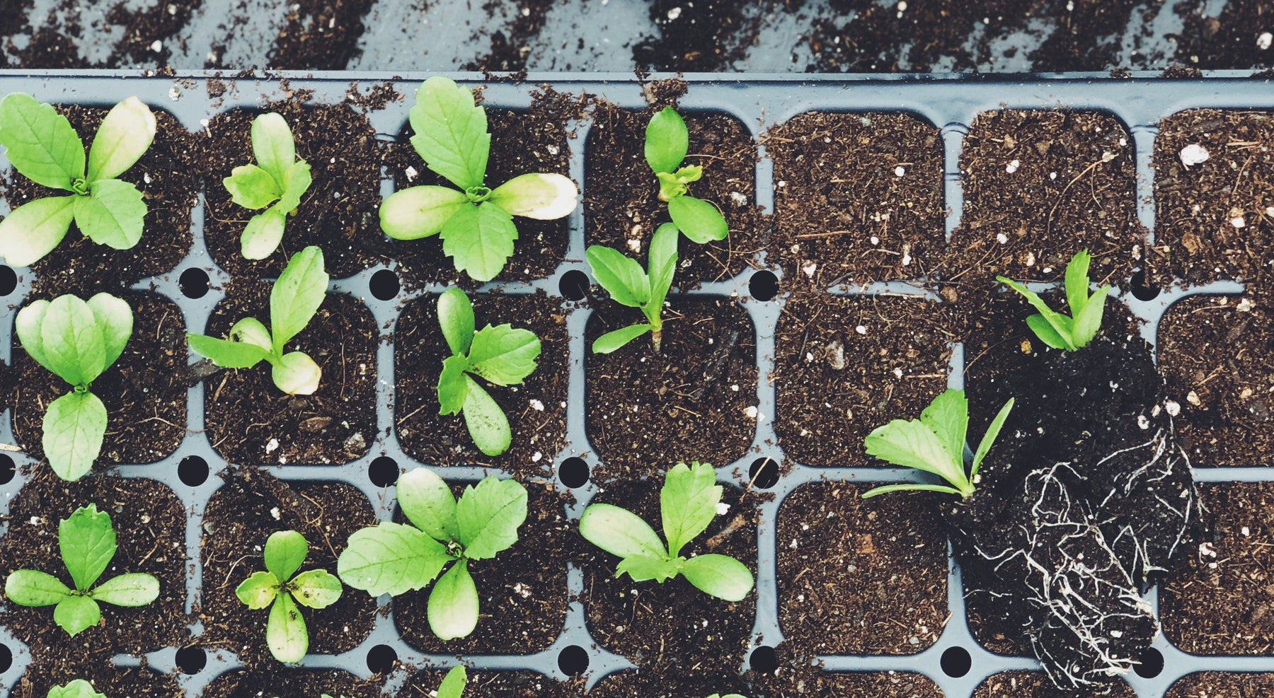 Greenhouse Container Sanitation 101 - Seven Springs Farm Supply