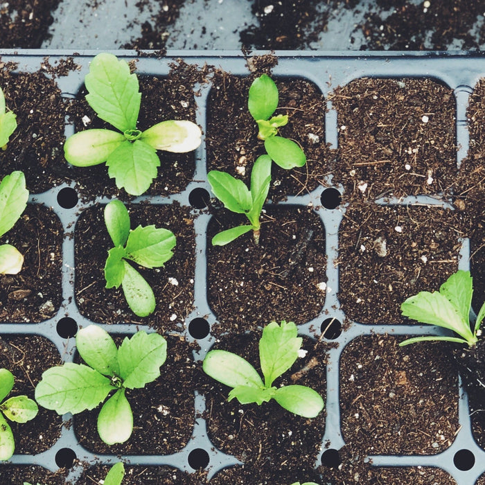Greenhouse Container Sanitation 101 - Seven Springs Farm Supply