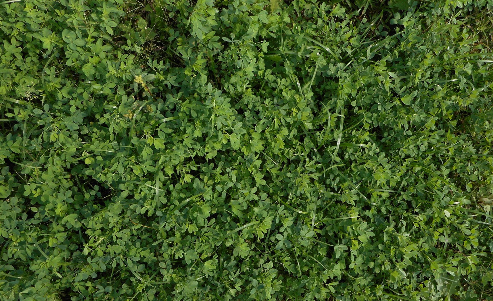 Greensand - Why don't we have it?  Why don't you need it? - Seven Springs Farm Supply