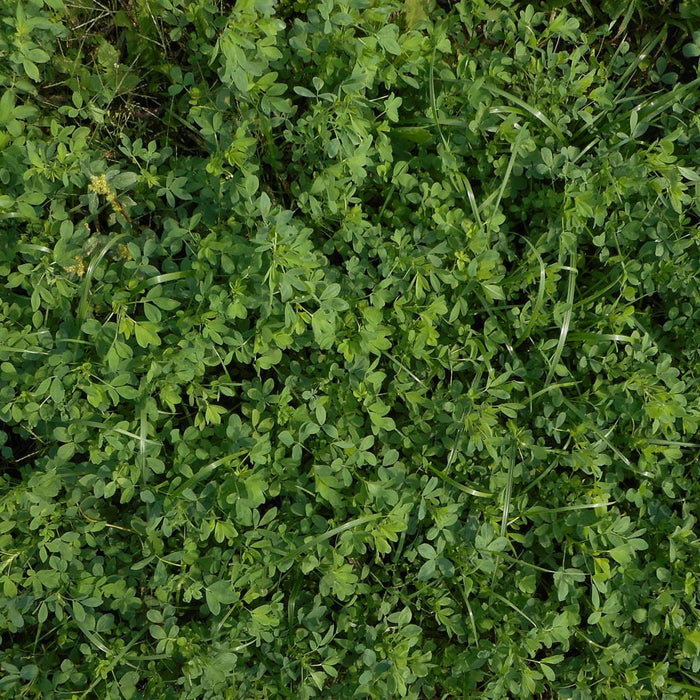 Greensand - Why don't we have it?  Why don't you need it? - Seven Springs Farm Supply