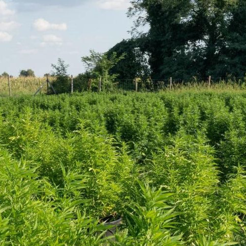 Hemp Cultivation Program