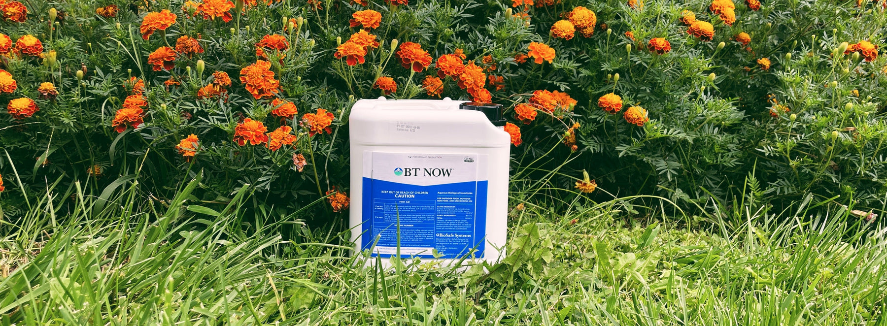 IPM Control Strategies for Caterpillars – Trichogramma + BT NOW - Seven Springs Farm Supply