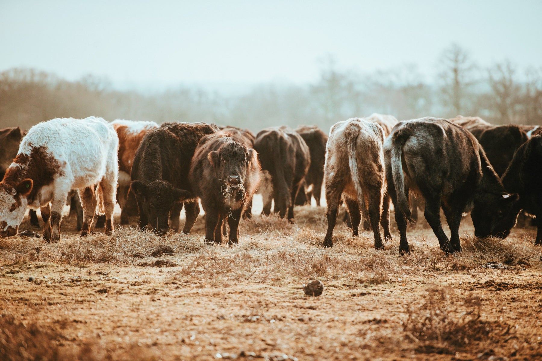 Livestock Fall/Winter Guide - Seven Springs Farm Supply