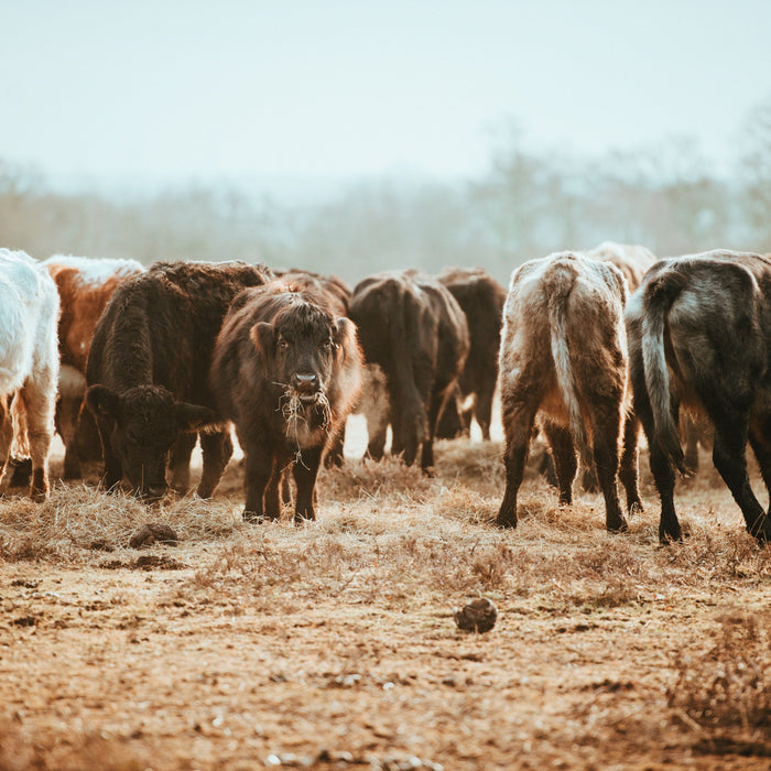 Livestock Fall/Winter Guide - Seven Springs Farm Supply