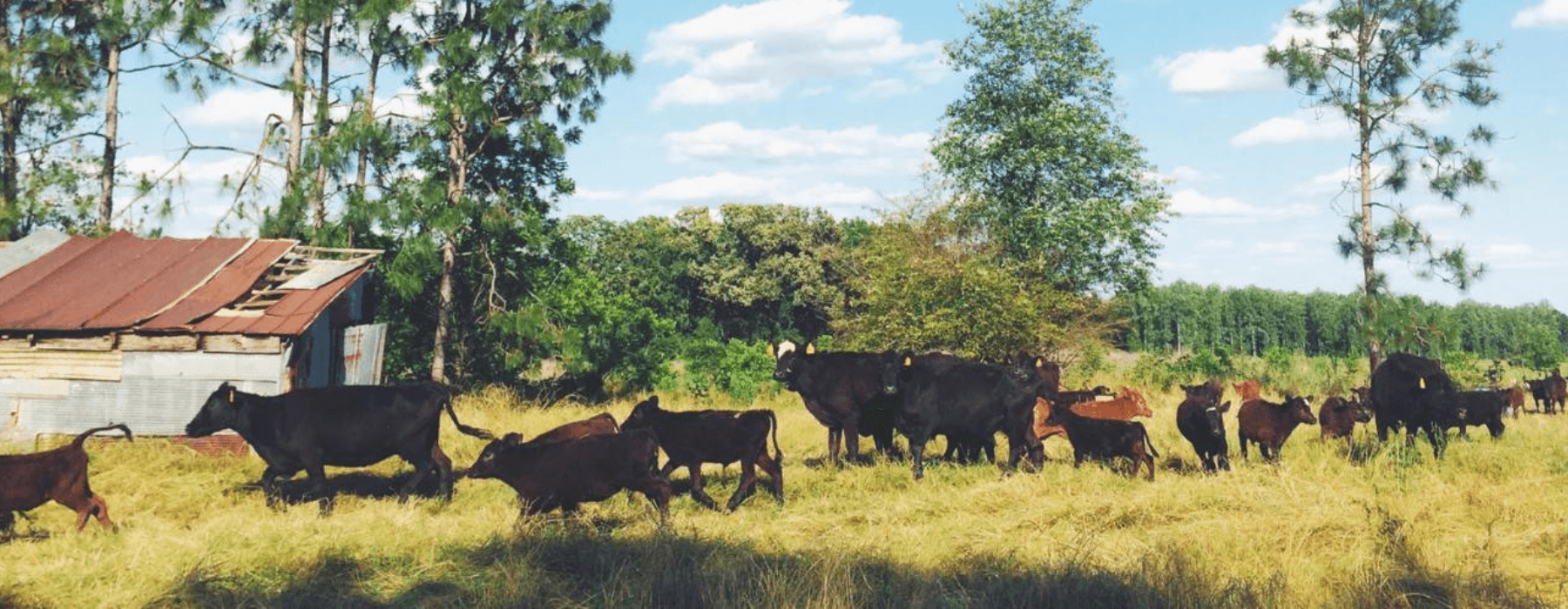 Livestock Nutrition: Minerals & Forage - Seven Springs Farm Supply