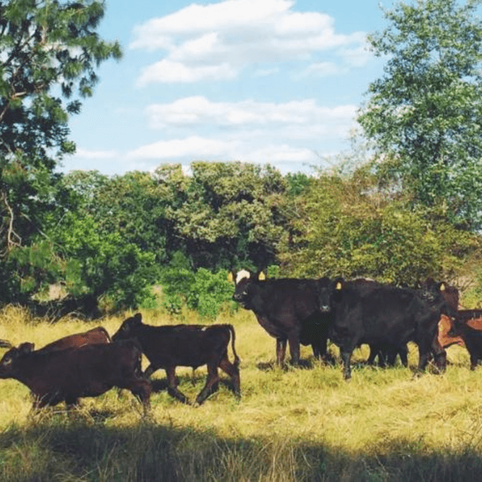 Livestock Nutrition: Minerals & Forage - Seven Springs Farm Supply