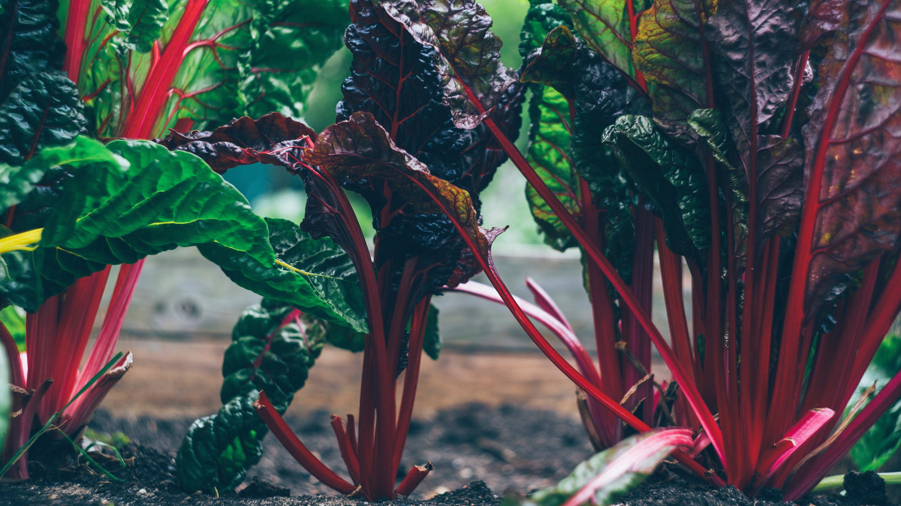 N-P-K Explained! - Seven Springs Farm Supply