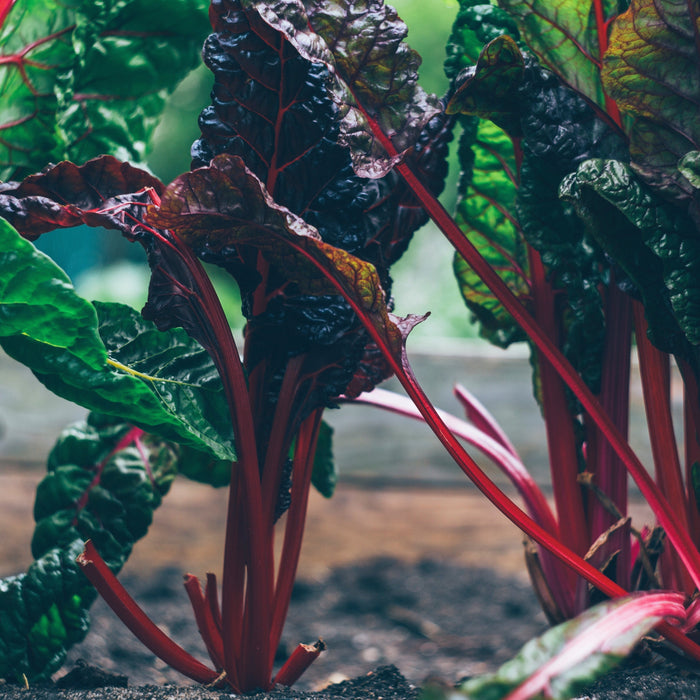 N-P-K Explained! - Seven Springs Farm Supply