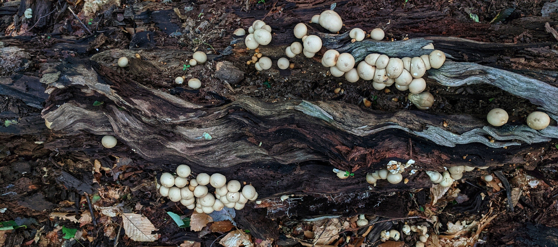 Organic Farming and Microorganisms - Seven Springs Farm Supply