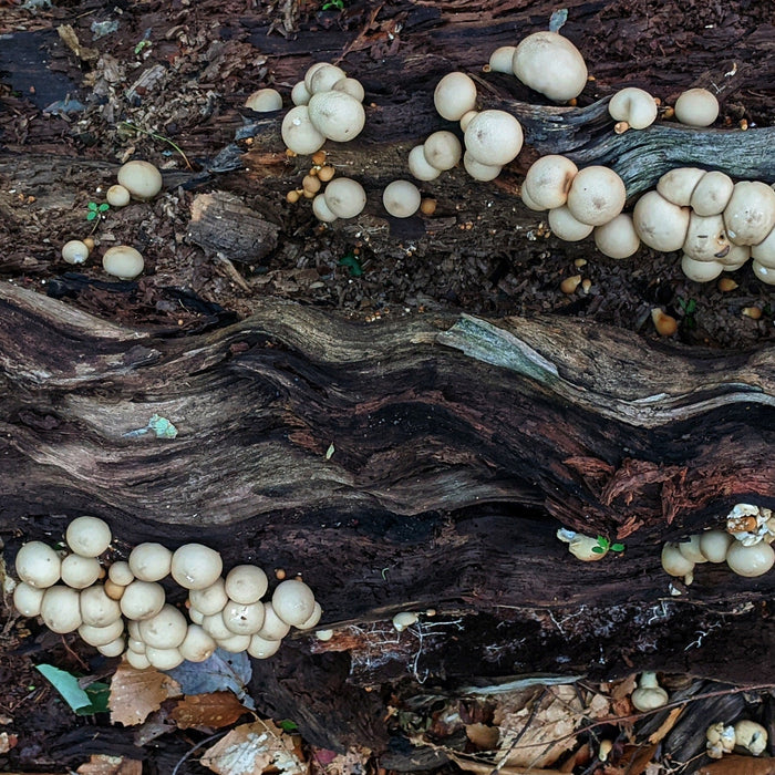 Organic Farming and Microorganisms - Seven Springs Farm Supply