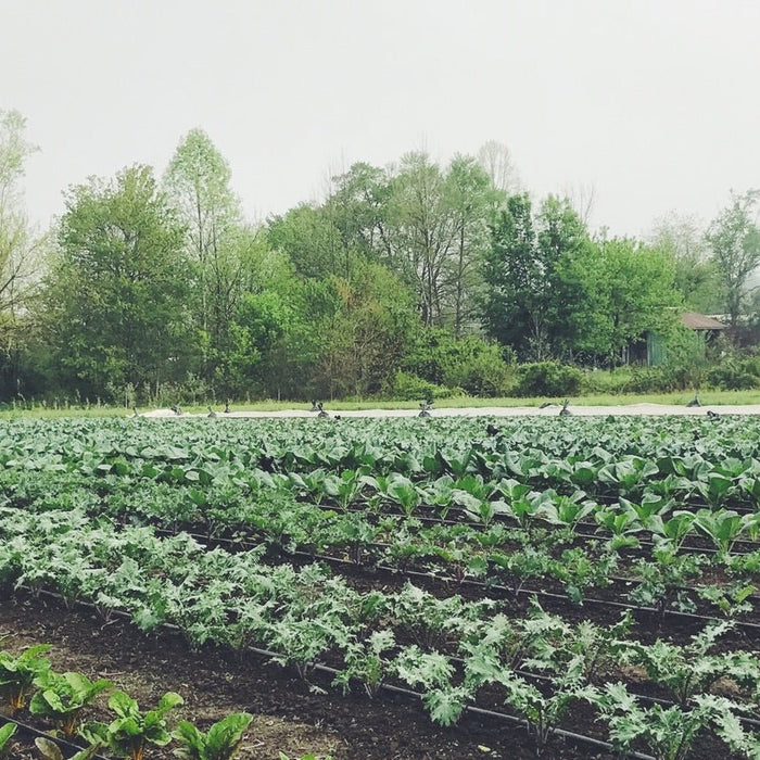 Secondary Nutrients - Seven Springs Farm Supply