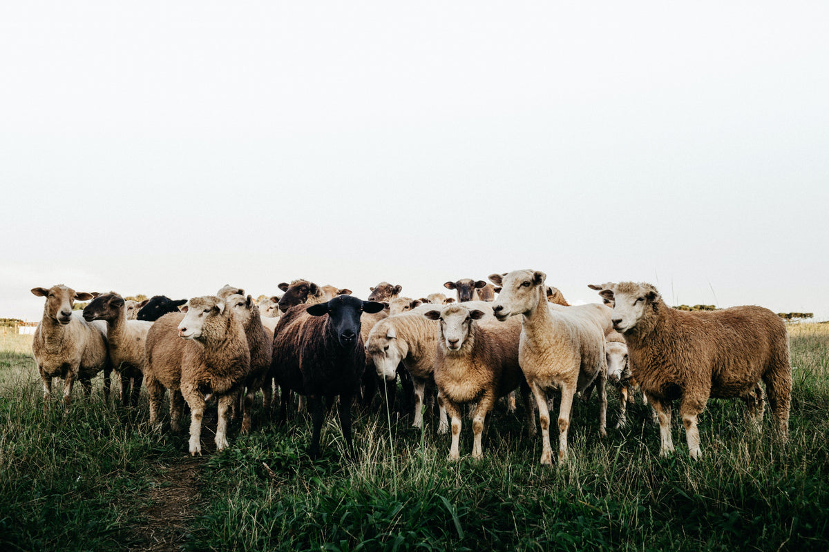 Small Ruminants 101 — Seven Springs Farm Supply