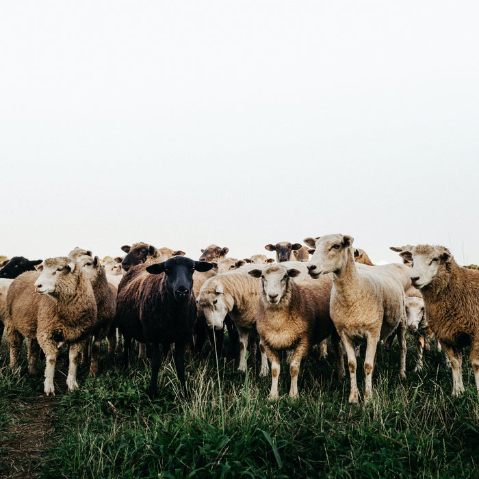 Small Ruminants 101 - Seven Springs Farm Supply