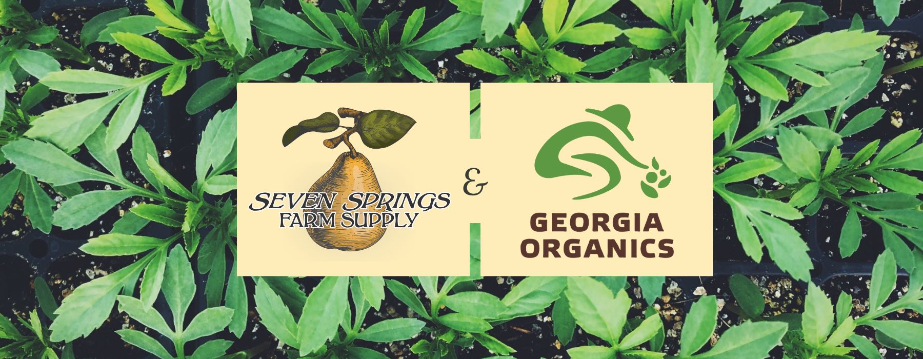 Teaming Up - Georgia Organics - Seven Springs Farm Supply