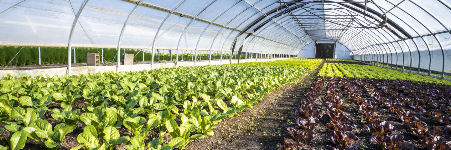 Winter High Tunnel Pests - Seven Springs Farm Supply