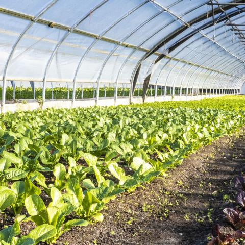 Winter High Tunnel Pests - Seven Springs Farm Supply