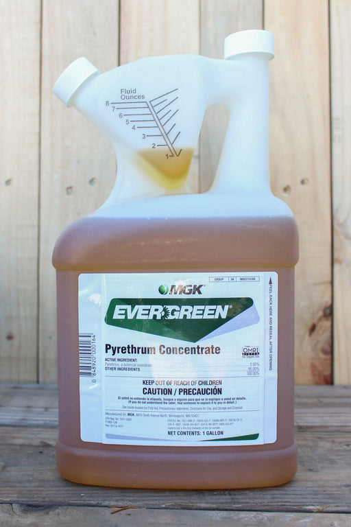 A gallon jug of MKG EverGreen Pyrethrum Concentrate, filled with amber-brown liquid, set against a rustic wooden plank background.