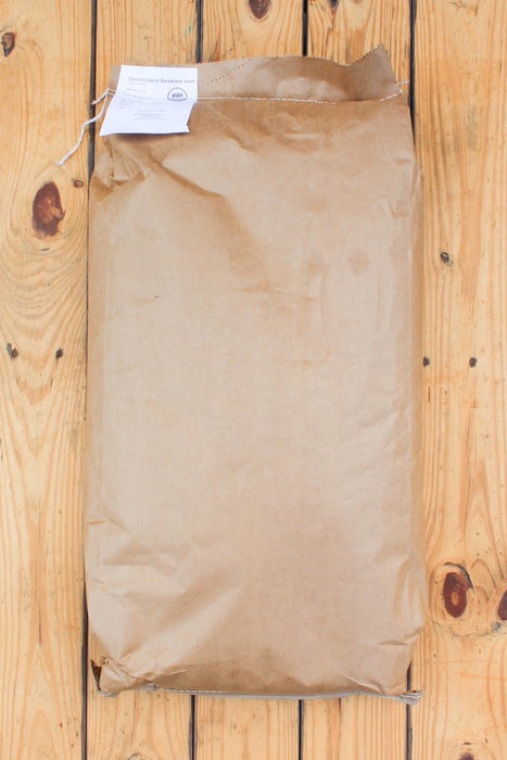 Buckwheat OG Cover Crop Seed - 50 lb Bag - Seven Springs Farm Supply