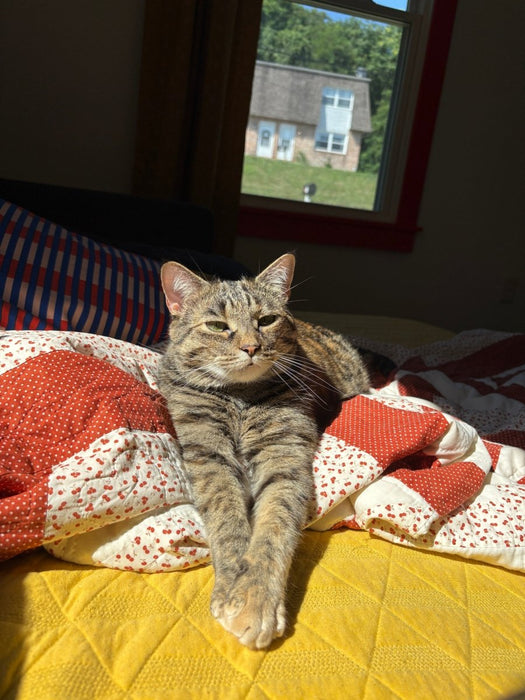 Cats - Biological Control Agents - Seven Springs Farm Supply