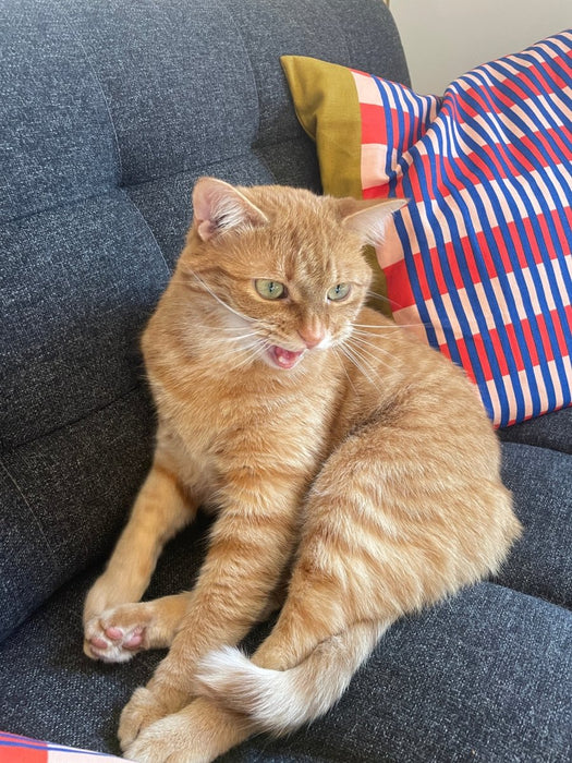 Cats - Biological Control Agents - Seven Springs Farm Supply