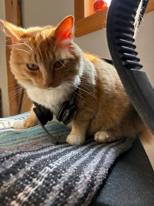 Cats - Biological Control Agents - Seven Springs Farm Supply