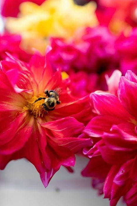 Dahlia Tubers - 1 lb - Seven Springs Farm Supply