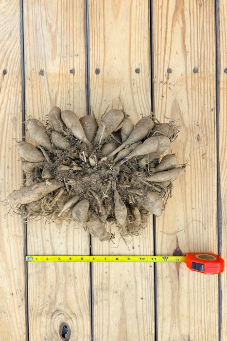 Dahlia Tubers - Large - Seven Springs Farm Supply