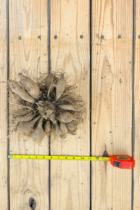 Dahlia Tubers - Medium - Seven Springs Farm Supply