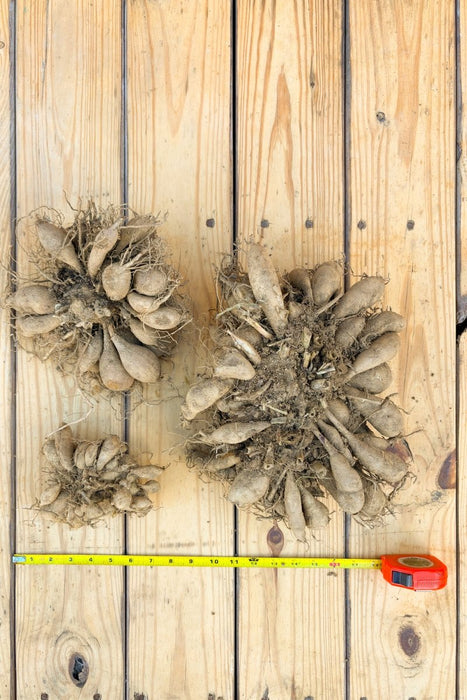 Dahlia Tubers - Small - Seven Springs Farm Supply