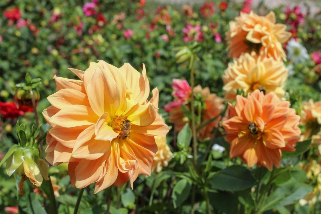 Dahlia Tubers - Small - Seven Springs Farm Supply