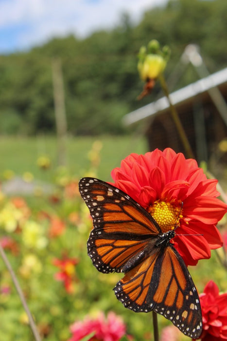 Dahlia Tubers - Small - Seven Springs Farm Supply