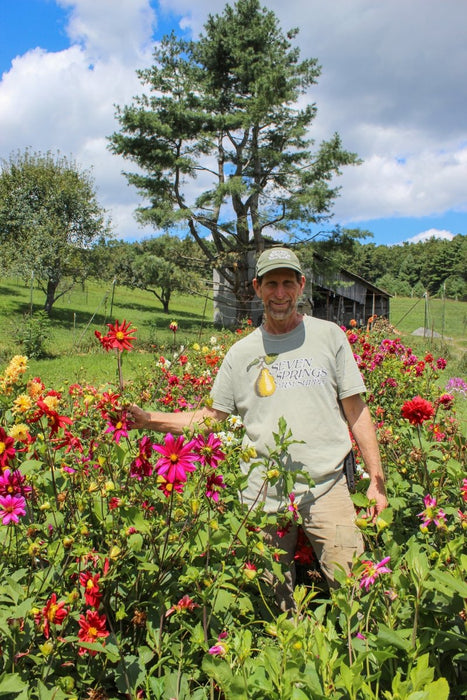 Dahlia Tubers - Small - Seven Springs Farm Supply