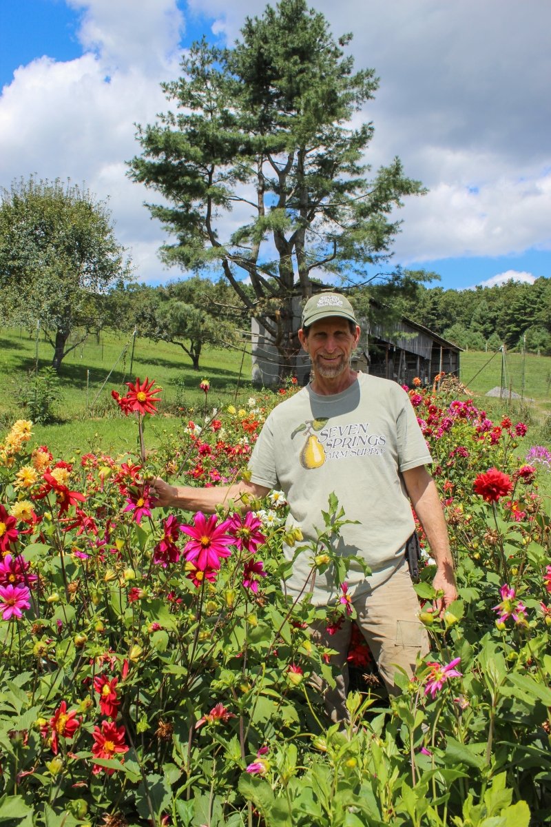 Dahlia Tubers - Small - Seven Springs Farm Supply