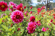 Dahlia Tubers - Small - Seven Springs Farm Supply